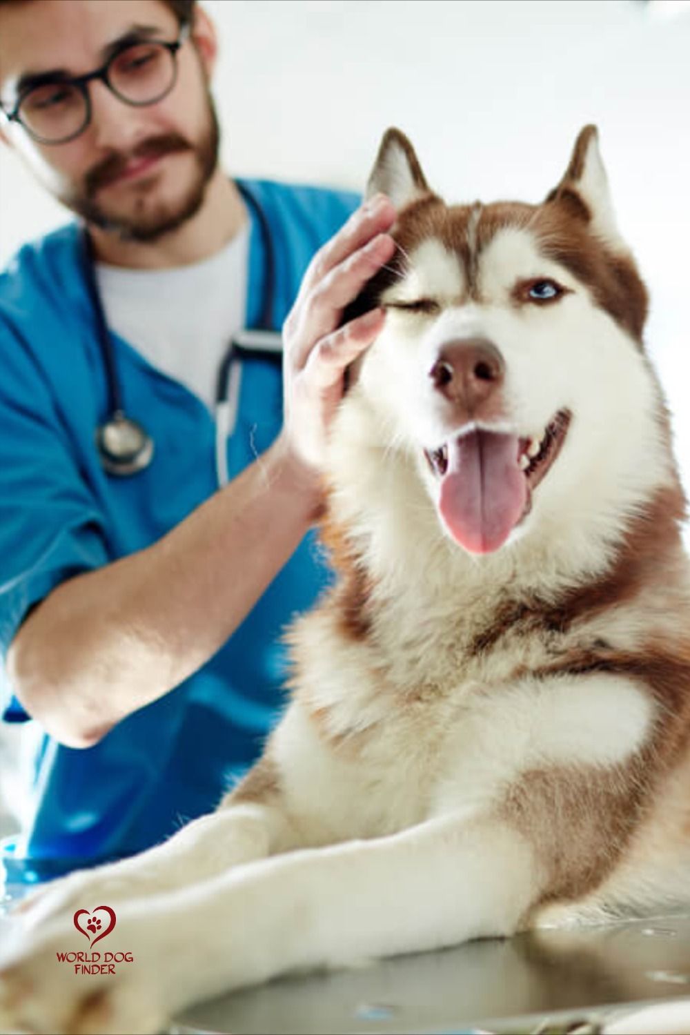 Veterinario acariciando a un husky durante una consulta