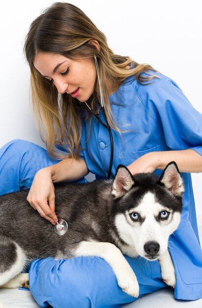 Veterinaria auscultando a un husky