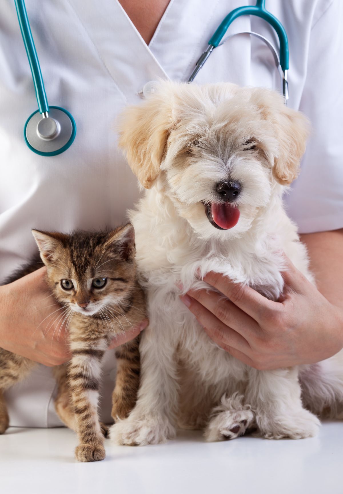 Veterinaria sosteniendo un cachorro y un gatito en consulta